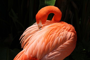 Pink Flamingo