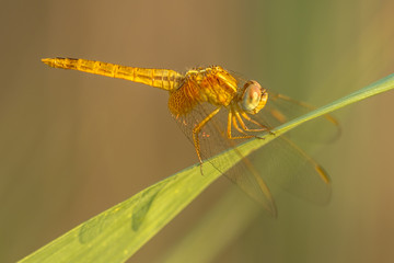 Southern Darter dragonfly