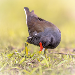 Common Moorhen running on bank