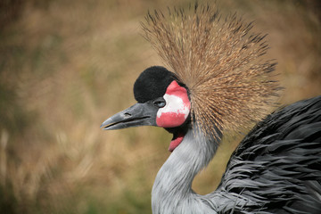 Fototapeta premium A grey crowned crane with its crown glowing in the sun