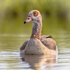 Egyptian goose swimming