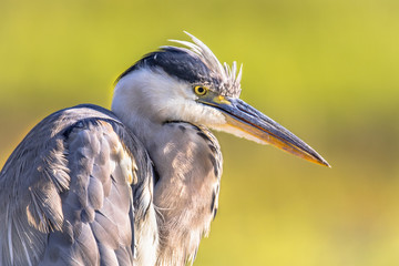 Grey heron close up of head