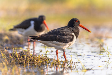 Pied Oystercatcher couple on river bank