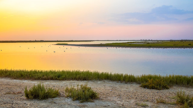 Colorful lagoon with birds in Camarque