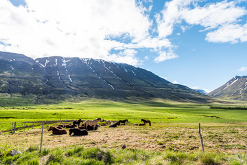 Many Icelandic horses in stable paddock in Iceland morning countryside rural farm valley in north by Akureyri mountains and meadow field pasture with fence