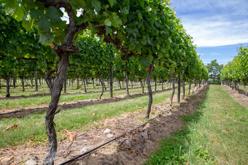 Fototapeta na wymiar Summertime in a vineyard in Waipara, New Zealand