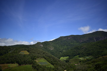 Obraz premium forest