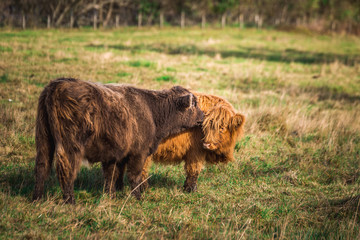 Scottish Highland Cow