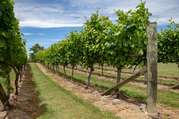 Fototapeta na wymiar Rows of grape vines are supported with a trellis system in Canterbury, New Zealand