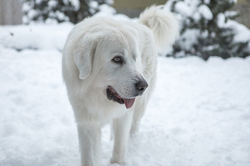 Young Tatra Shepherd Dog in winter snowy garden.