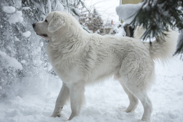 Young Tatra Shepherd Dog in winter snowy garden.
