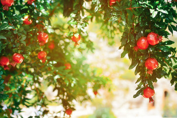 Red pomegranate fruit on the tree in leaves