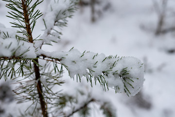 Small branches of a pine tree covered with snow. Fresh snow on the branches in the forest.