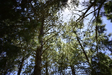forest
