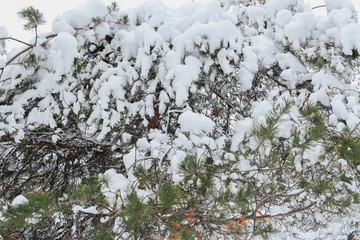 The bush covered with hoarfrost, snow in the winter