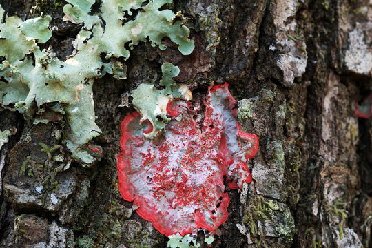 Cryptothecia rubrocincta, the Christmas Lichen and Flavoparmelia caperata, the common greenshield lichen