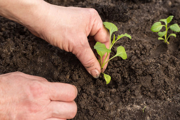 Closeup hands seeding plants in ground close up. New life concept