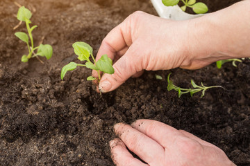 Close up of a woman hands seeding little plants