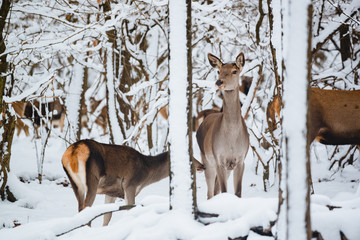 Female red deer in the winter forest
