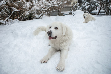 Young Tatra Shepherd Dog in winter snowy garden.