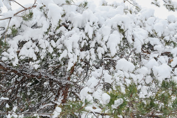 The bush covered with hoarfrost, snow in the winter
