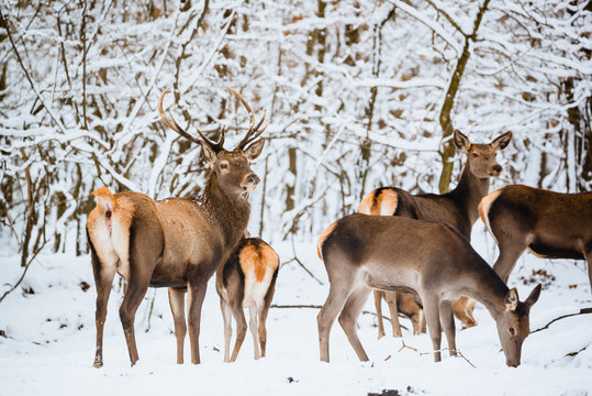 Red deer herd in the winter forest
