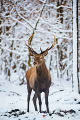 Red Deer Cervus elaphus buck in the winter forest