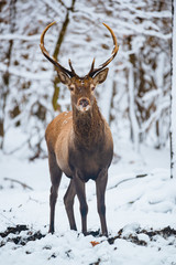 Naklejka na ściany i meble Red Deer Cervus elaphus buck in the winter forest