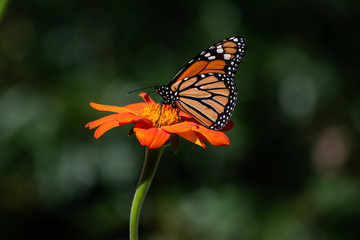Monarch butterfly on flower
