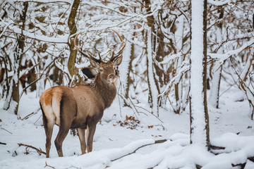 Fototapeta premium Red Deer Cervus elaphus buck in the winter forest