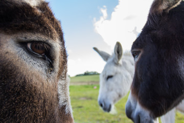 Group of Donkeys