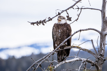 Eagle Call