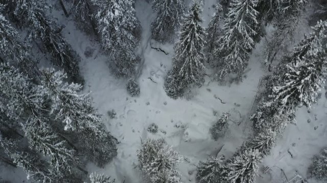 Snowy winter forest in Norway