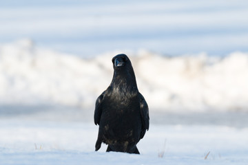 raven in snow on a cold day i february