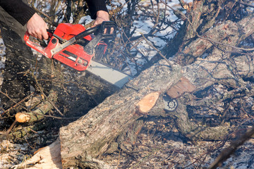 Obraz premium Chainsaw wood saw cut