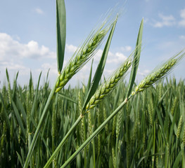 green wheat field