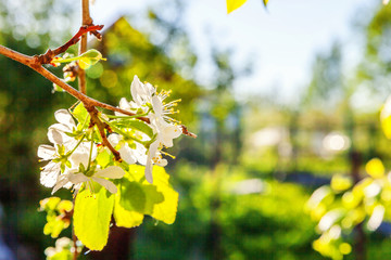 Beautiful white cherry blossom sakura flowers in spring time. Background with flowering cherry tree. Inspirational natural floral spring blooming garden or park. Colorful ecology nature landscape