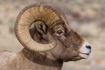 portrait of a ram