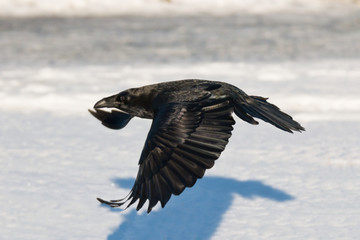 flying raven in snow on a cold day i february