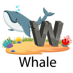 cute zoo animal alphabet W for Whale with the good animation 
