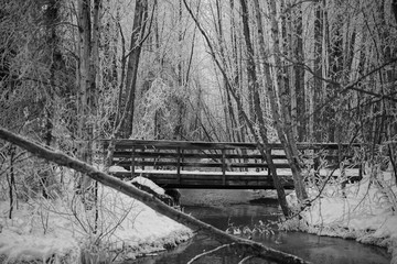 old bridge in the forest black and white photo