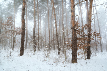 Winter pine forest