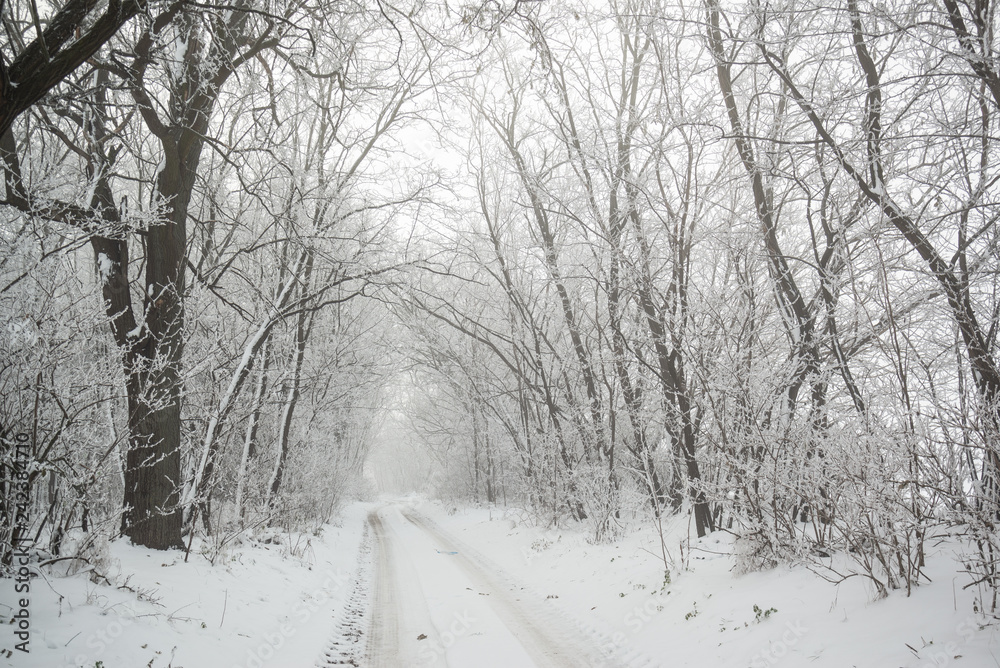 Wall mural Road in snowy winter forest this is fairytale scene