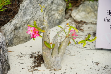 The beautiful Half Moon Bay island in Bahama and Caribbean sea ocean