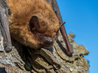 small bat in daylight, common pipistrelle, on a spring day