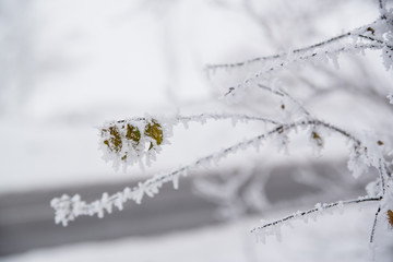 Close up photo of frozen leaf on a tree in winter forest