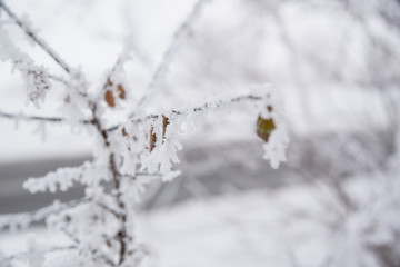 Close up photo of frozen leaf on a tree in winter forest