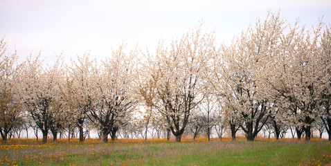 Białe drzewa z owocowego sadu otoczone kolorowymi kwiatami