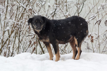 Fototapeta na wymiar Frozen stray dog standing in the snow in winter