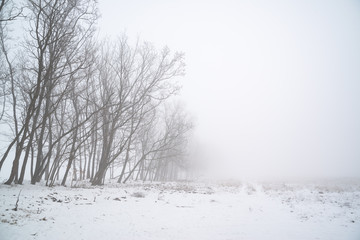 Fototapeta na wymiar Trees in the fog winter field